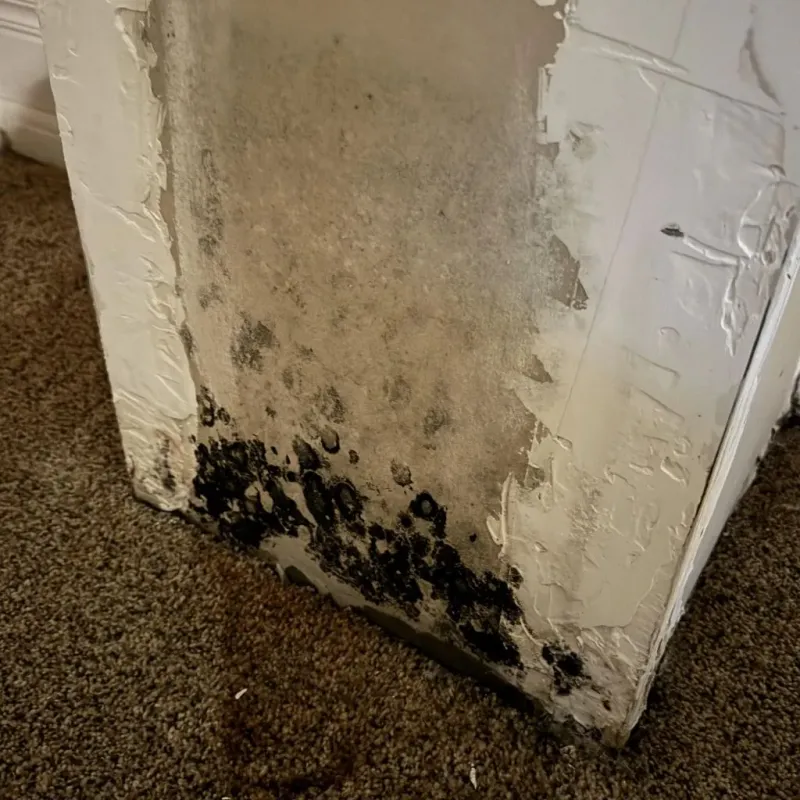 Professional Mold Removal in San Joaquin County, CA